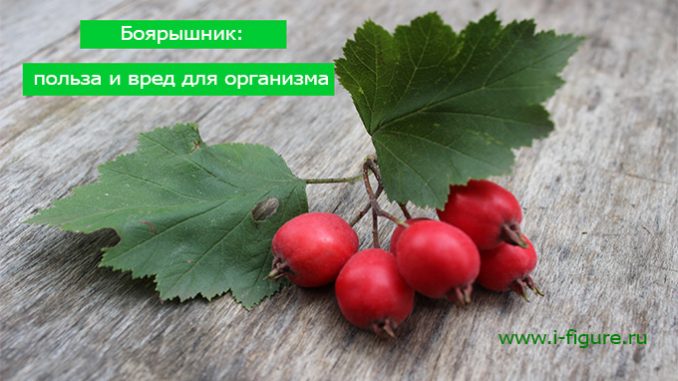 боярышник польза и вред для организма боярышник польза и вред