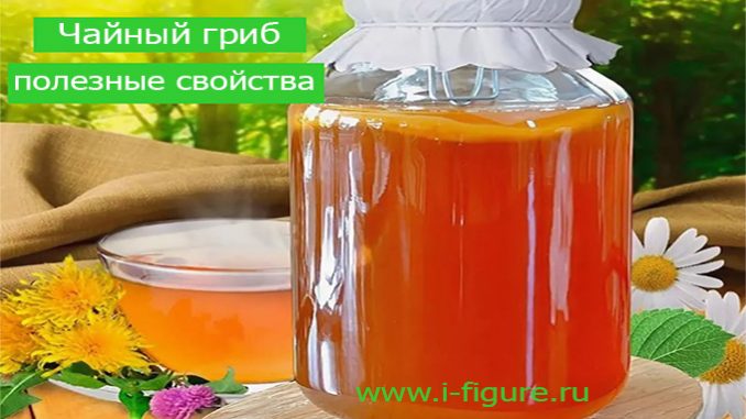чайный гриб полезные свойства чайный гриб