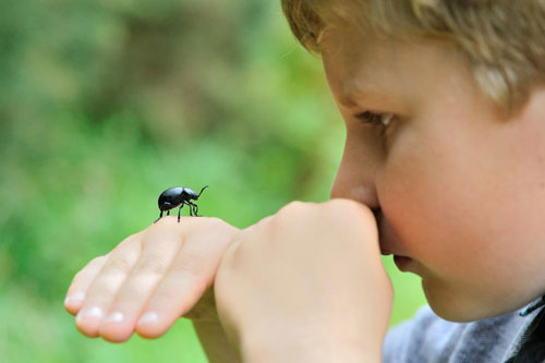 Загадки про насекомых для детей 3-4 лет