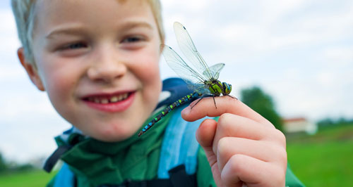 Загадки про насекомых для детей 8 лет