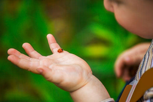 Загадки про насекомых для начальной школы