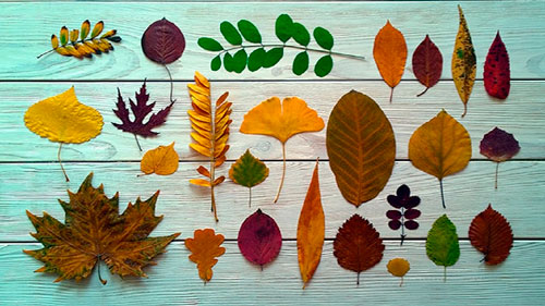 Поделки из листьев для детского сада 2